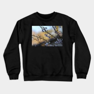 Blossoms by evening light Crewneck Sweatshirt